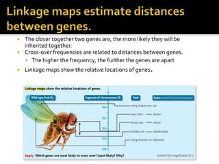  The closer together two genes are, the more likely they will be
inherited together.
 Cross-over frequencies are related to distances between genes.
 The higher the frequency, the further the genes are apart
 Linkage maps show the relative locations of genes.
 