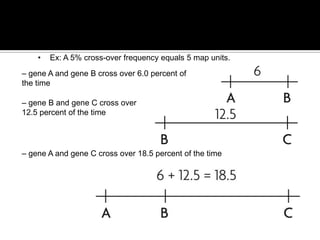 • Cross-over frequencies can be converted into map units.
• Ex: A 5% cross-over frequency equals 5 map units.
– gene A and gene B cross over 6.0 percent of
the time
– gene B and gene C cross over
12.5 percent of the time
– gene A and gene C cross over 18.5 percent of the time
 