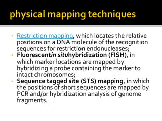 • Restriction mapping, which locates the relative
positions on a DNA molecule of the recognition
sequences for restriction endonucleases;
• Fluorescentin situhybridization (FISH), in
which marker locations are mapped by
hybridizing a probe containing the marker to
intact chromosomes;
• Sequence tagged site (STS) mapping, in which
the positions of short sequences are mapped by
PCR and/or hybridization analysis of genome
fragments.
 