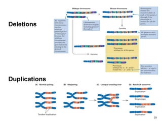 39
Deletions
Duplications
 