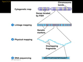 Cytogenetic map
Genes located
by FISH
Chromosome
bands
Linkage mapping
Genetic
markers
1
Physical mapping2
Overlapping
fragments
DNA sequencing3
 