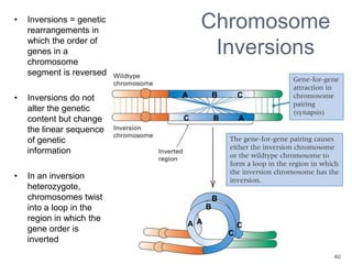 40
A B C
C B A
B
B
AA
C
C
Chromosome
Inversions
• Inversions = genetic
rearrangements in
which the order of
genes in a
chromosome
segment is reversed
• Inversions do not
alter the genetic
content but change
the linear sequence
of genetic
information
• In an inversion
heterozygote,
chromosomes twist
into a loop in the
region in which the
gene order is
inverted
 