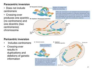 41
Paracentric inversion
• Does not include
centromere
• Crossing-over
produces one acentric
(no centromere) and
one dicentric (two
centromeres)
chromosome
Pericentric inversion
• Includes centromere
• Crossing-over
results in
duplications and
deletions of genetic
information
 
