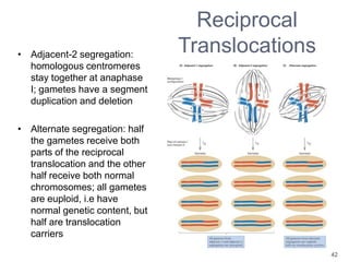 42
Reciprocal
Translocations• Adjacent-2 segregation:
homologous centromeres
stay together at anaphase
I; gametes have a segment
duplication and deletion
• Alternate segregation: half
the gametes receive both
parts of the reciprocal
translocation and the other
half receive both normal
chromosomes; all gametes
are euploid, i.e have
normal genetic content, but
half are translocation
carriers
 