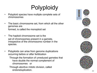 43
Polyploidy
• Polyploid species have multiple complete sets of
chromosomes
• The basic chromosome set, from which all the other
genomes are
formed, is called the monoploid set
• The haploid chromosome set is the
set of chromosomes present in a gamete,
irrespective of the chromosome number in the
species.
• Polyploids can arise from genome duplications
occurring before or after fertilization
Through the formation of unreduced gametes that
have double the normal complement of
chromosomes or
Through abortive mitotic division, called
endoreduplication.
 