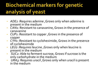 • ADE2 :Requires adenine ,Grows only when adenine is
present in the medium
• CAN1: Resistant to canavanine, Grows in the presence of
canavanine
• CUP1 :Resistant to copper ,Grows in the presence of
copper
• CYH1 :Resistant to cycloheximide, Grows in the presence
of cycloheximide
• LEU2 :Requires leucine ,Grows only when leucine is
present in the medium
• SUC2: Able to ferment sucrose, Grows if sucrose is the
only carbohydrate in the medium
• URA3: Requires uracil ,Grows only when uracil is present
in the medium
 