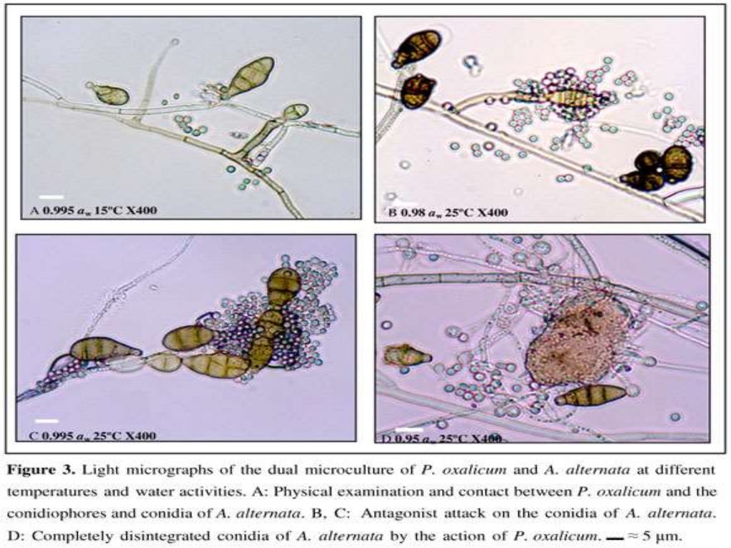 Seed Biopriming Biological method of seed treatment