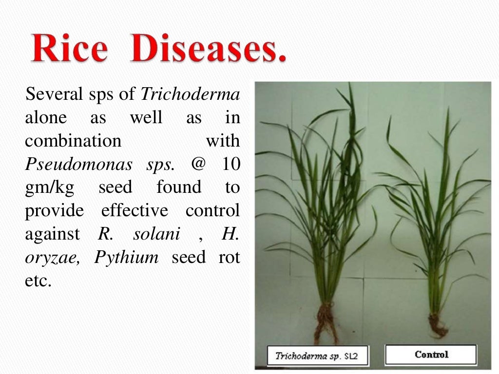 Seed Biopriming Biological method of seed treatment