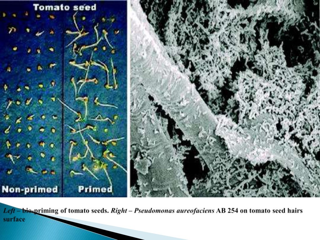 Seed Biopriming Biological method of seed treatment