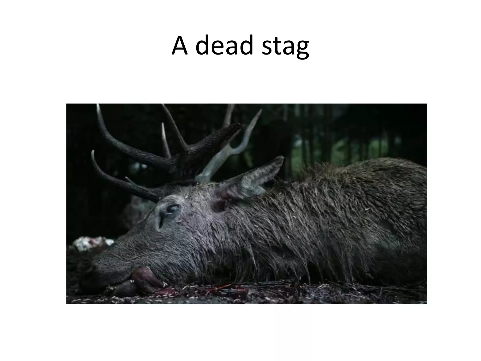 A dead stag
 