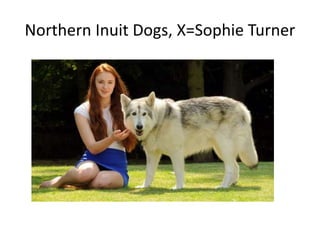 Northern Inuit Dogs, X=Sophie Turner
 