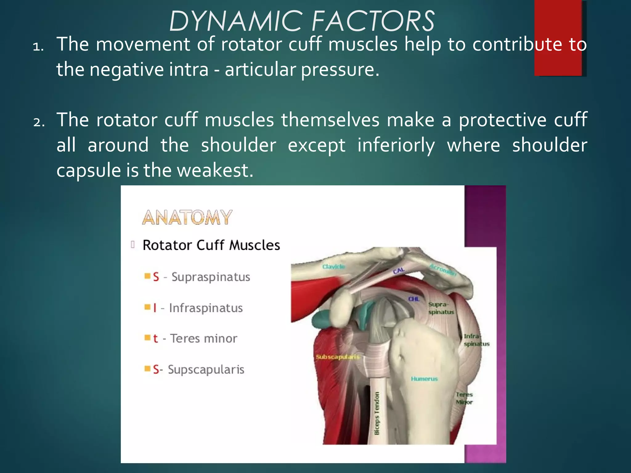 DYNAMIC FACTORS 
1. The movement of rotator cuff muscles help to contribute to 
the negative intra - articular pressure. 
2. The rotator cuff muscles themselves make a protective cuff 
all around the shoulder except inferiorly where shoulder 
capsule is the weakest. 
 