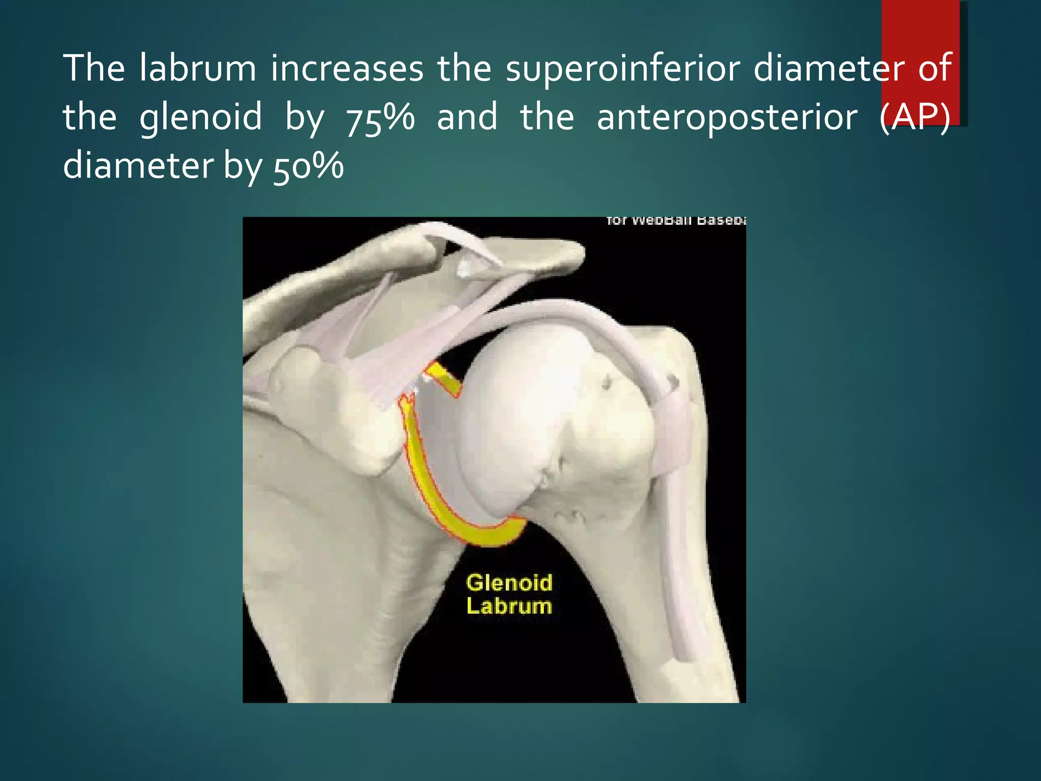 The labrum increases the superoinferior diameter of 
the glenoid by 75% and the anteroposterior (AP) 
diameter by 50% 
 