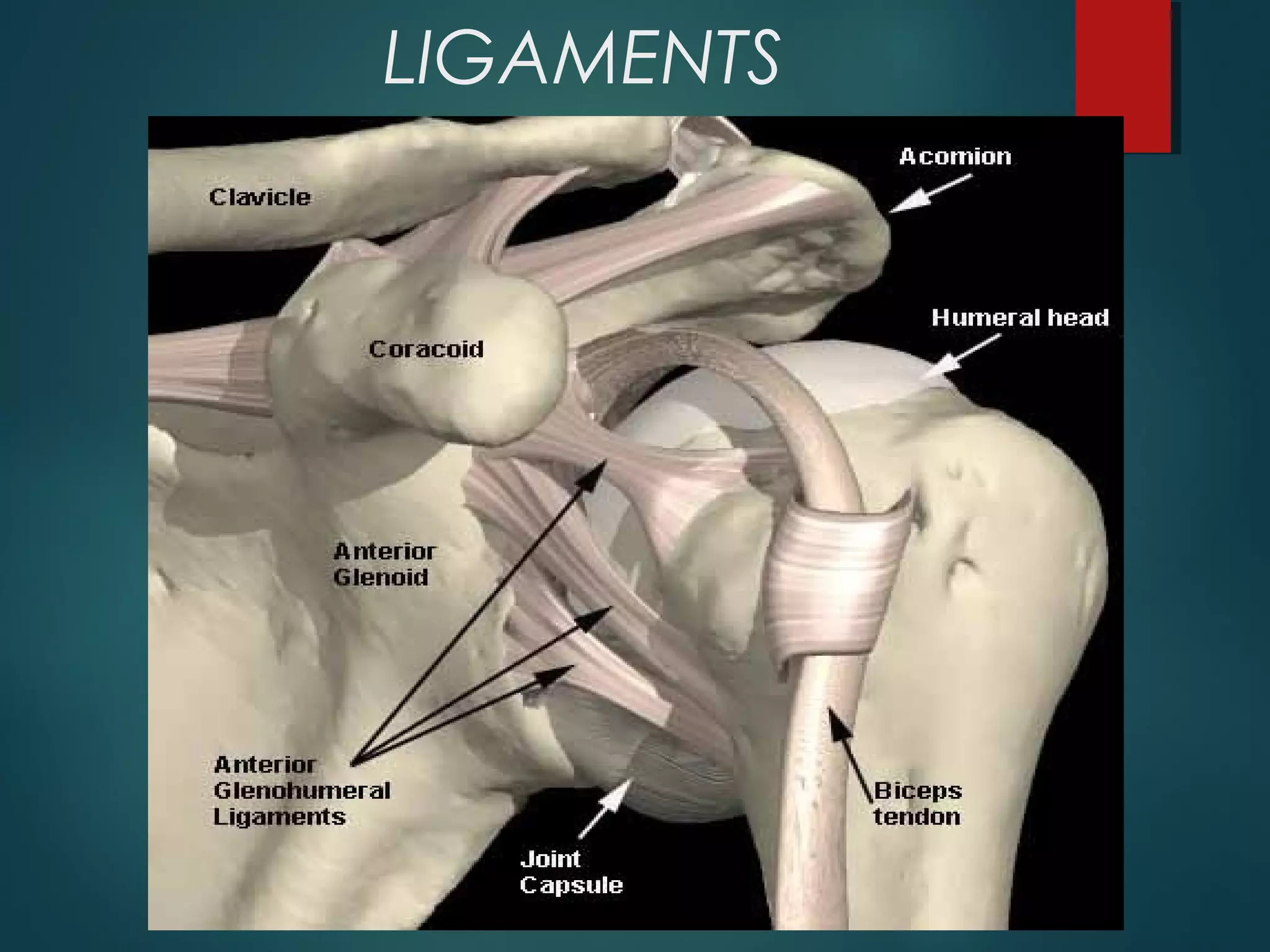 LIGAMENTS 
 