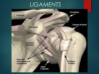 LIGAMENTS 
 