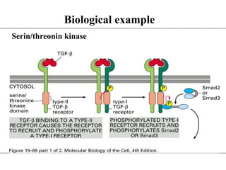 Biological example
Serin/threonin kinase
 