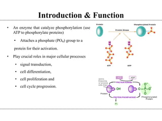 Introduction & Function
• An enzyme that catalyze phosphorylation (use
ATP to phosphorylate proteins)
• Attaches a phosphate (PO₄) group to a
protein for their activation.
• Play crucial roles in major cellular processes
• signal transduction,
• cell differentiation,
• cell proliferation and
• cell cycle progression.
 