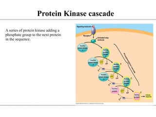 Protein Kinase cascade
A series of protein kinase adding a
phosphate group to the next protein
in the sequence.
 