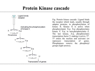 Fig. Protein kinase cascade: Ligand binds
the receptor which leads, usually through
adaptor proteins, to phosphorylation of
kinase X. Kinase X is active when
phosphorylated, X-p. X-p phosphorylates
kinase Y. Y-p, in turn,phosphorylates Z.
The last kinase, Z-p, phosphorylates
transcription factor T, making it active, T*.
T* enters the nucleus and activates (or
represses) transcription of genes.
Phosphatases remove the phosphoryl
groups (light arrows).
Protein Kinase cascade
 