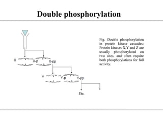 Fig. Double phosphorylation
in protein kinase cascades:
Protein kinases X,Y and Z are
usually phosphorylated on
two sites, and often require
both phosphorylations for full
activity.
Double phosphorylation
 