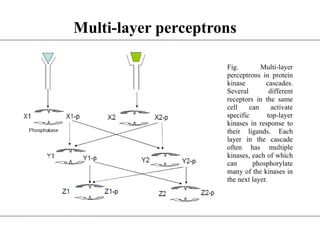Fig. Multi-layer
perceptrons in protein
kinase cascades.
Several different
receptors in the same
cell can activate
specific top-layer
kinases in response to
their ligands. Each
layer in the cascade
often has multiple
kinases, each of which
can phosphorylate
many of the kinases in
the next layer.
Multi-layer perceptrons
 