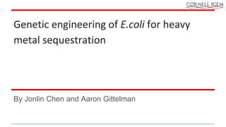 Genetic engineering of E.coli for heavy 
metal sequestration 
By Jonlin Chen and Aaron Gittelman 
 