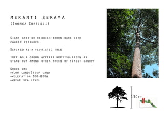 meranti seraya
(Shorea Curtisii)
130ft
Giant grey or reddish-brown bark with
course fissures
!
Defined as a floristic tree
!
Tree as a crown appears greyish-green as
stand-out among other trees of forest canopy
!
Grows on:
⇒Low land/Steep land
⇒Elevation 300-800m
⇒Near sea level
 