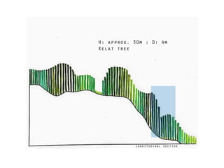 Longitudinal section
H: approx. 30m ; D: 4m
Kelat tree
 