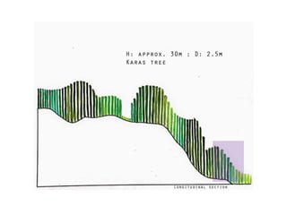 Longitudinal section
H: approx. 30m ; D: 2.5m
Karas tree
 