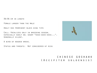 C H I N E S E G O S H A W K  
( A c c i p i t e r s o l o e n s i s )
30–36 cm in length
!
Female larger than the male
!
Adult has prominent black wing tips
!
Call: Vocalizes only in breeding season,
especially early on; sharp "keee-keee-keee...".
Generally silent.
!
A bird of wooded areas.
!
Status and threats: Not considered at risk
 