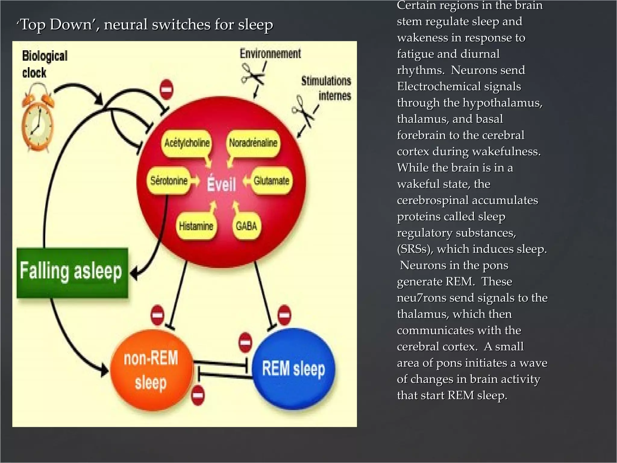‘ Top Down’, neural switches for sleep Certain regions in the brain stem regulate sleep and wakeness in response to fatigue and diurnal rhythms.  Neurons send Electrochemical signals through the hypothalamus, thalamus, and basal forebrain to the cerebral cortex during wakefulness.  While the brain is in a wakeful state, the cerebrospinal accumulates proteins called sleep regulatory substances, (SRSs), which induces sleep.  Neurons in the pons generate REM.  These neu7rons send signals to the thalamus, which then communicates with the cerebral cortex.  A small area of pons initiates a wave of changes in brain activity that start REM sleep. 