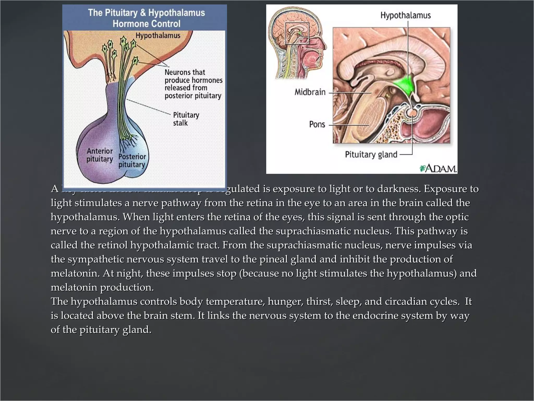 A key factor in how human sleep is regulated is exposure to light or to darkness. Exposure to light stimulates a nerve pathway from the retina in the eye to an area in the brain called the hypothalamus. When light enters the retina of the eyes, this signal is sent through the optic nerve to a region of the hypothalamus called the suprachiasmatic nucleus. This pathway is called the retinol hypothalamic tract. From the suprachiasmatic nucleus, nerve impulses via the sympathetic nervous system travel to the pineal gland and inhibit the production of melatonin. At night, these impulses stop (because no light stimulates the hypothalamus) and melatonin production. The hypothalamus controls body temperature, hunger, thirst, sleep, and circadian cycles.  It is located above the brain stem. It links the nervous system to the endocrine system by way of the pituitary gland. 
