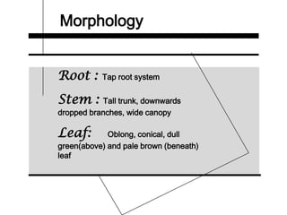 Morphology
Root : Tap root system
Stem : Tall trunk, downwards
dropped branches, wide canopy
Leaf: Oblong, conical, dull
green(above) and pale brown (beneath)
leaf
 