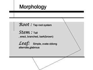 Morphology
Root : Tap root system
Stem : Tall
, erect, branched, bark(brown)
Leaf: Simple, ovate oblong
alternate,glabrous
 