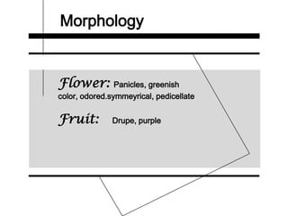 Morphology
Flower: Panicles, greenish
color, odored.symmeyrical, pedicellate
Fruit: Drupe, purple
 