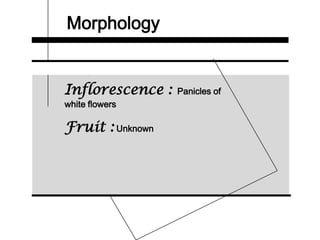 Morphology
Inflorescence : Panicles of
white flowers
Fruit : Unknown
 