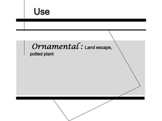 Use
Ornamental : Land escape,
potted plant
 