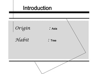 Introduction
Origin : Asia
Habit : Tree
 