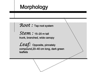 Morphology
Root : Tap root system
Stem : 15–20 m tall
trunk, branched, wide canopy
Leaf: Opposite, pinnately
compound,20–40 cm long, dark green
leaflets
 