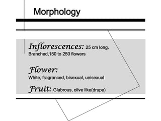 Morphology
Inflorescences: 25 cm long.
Branched,150 to 250 flowers
Flower:
White, fragranced, bisexual, unisexual
Fruit: Glabrous, olive like(drupe)
 