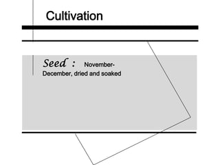 Cultivation
Seed : November-
December, dried and soaked
 