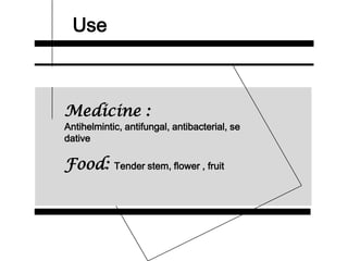 Use
Medicine :
Antihelmintic, antifungal, antibacterial, se
dative
Food: Tender stem, flower , fruit
 