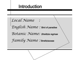 Introduction
Local Name :
English Name : Bird of paradise
Botanic Name: Strelitzia reginae
Family Name : Strelitziaceae
 