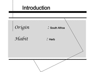 Introduction
Origin : South Africa
Habit : Herb
 