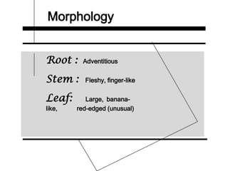Morphology
Root : Adventitious
Stem : Fleshy, finger-like
Leaf: Large, banana-
like, red-edged (unusual)
 