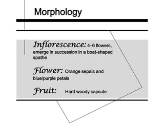 Morphology
Inflorescence: 4–6 flowers,
emerge in succession in a boat-shaped
spathe
Flower: Orange sepals and
blue/purple petals
Fruit: Hard woody capsule
 