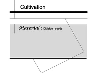 Cultivation
Material : Division , seeds
 