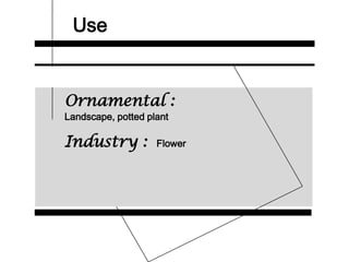 Use
Ornamental :
Landscape, potted plant
Industry : Flower
 