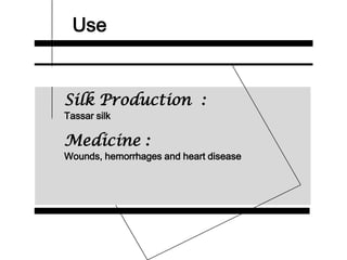 Use
Silk Production :
Tassar silk
Medicine :
Wounds, hemorrhages and heart disease
 