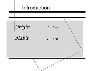 Introduction
Origin : Asia
Habit : Tree
 